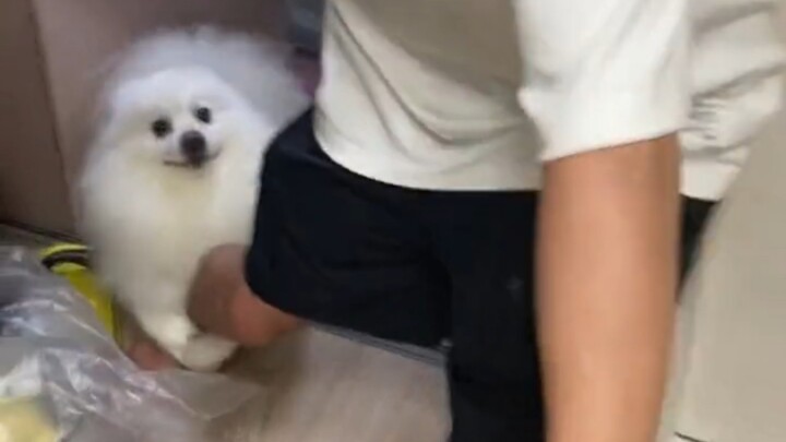 The little dog always manages to find the person who's most afraid of dogs.