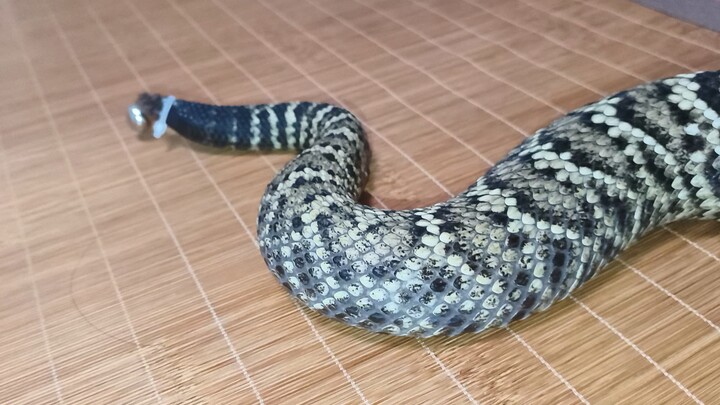 Replace the rattlesnake’s tail with a bell