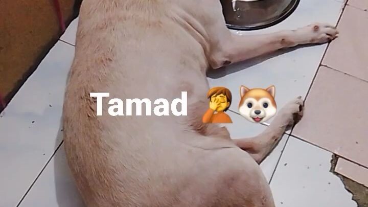 Tamad si Kite 😂🐶