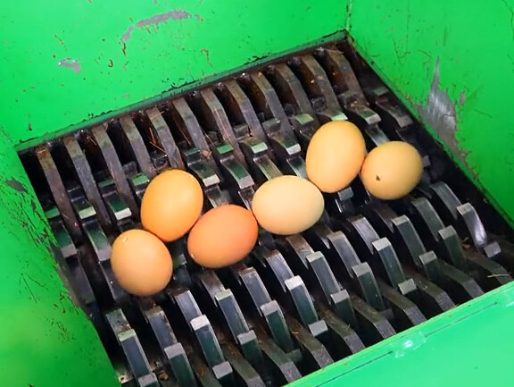 Penghancur VS telur, sangat menenangkan