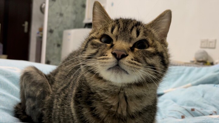 Kucing kecil lumpuh, bagaimana cara buang air besar?