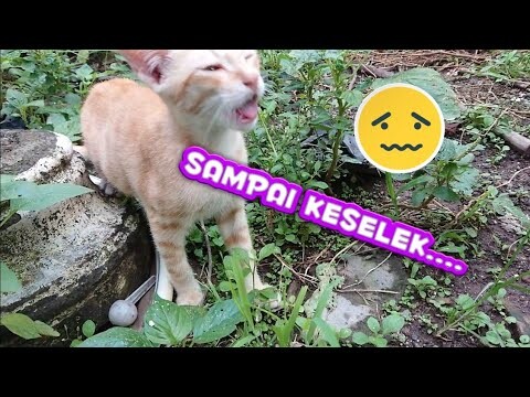 akibat lockdown hobby burung break sejenak cari hiburan dulu liat kucing ini sampai makan rumput😕😟