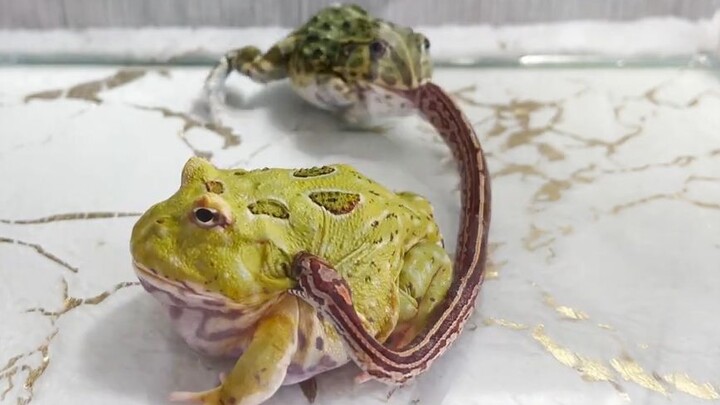 [สัตว์โลกน่ารัก] กบฮอร์นฟร็อก ปะทะ งูตัวน้อย
