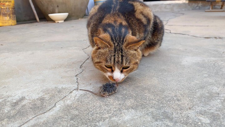 Tolong! Tikus malah melahirkan anak di depan 6 ekor kucingku—seolah-olah menyajikan prasmanan gratis