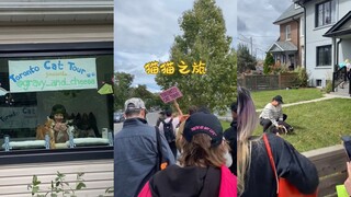 对多伦多这个猫猫之旅疯狂心动