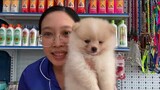 Chó phốc sóc Mini màu trắng kem Cream Pomeranian puppy