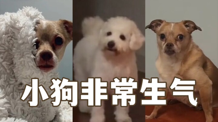 Anak anjing secara terbuka mengutuk beberapa perilaku keji manusia