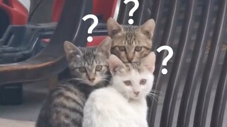 Animals' confusing behavior