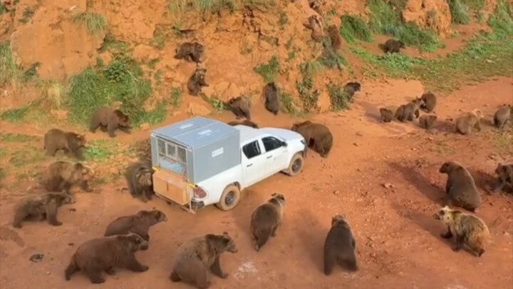 Hundred Bears Besiege the Village! A Giant Bear Pack of Over a Hundred Brown Bears