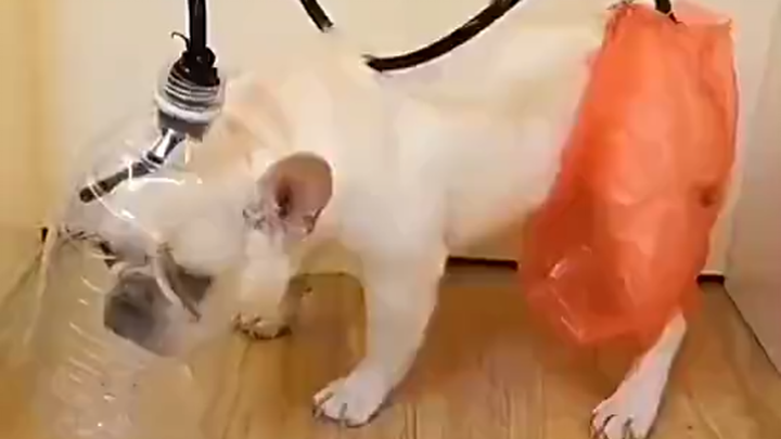 Funny Dog Awards—so this is where it all started!!