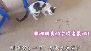 谁说非洲猫不会抓老鼠？来看看，开吃之前还把老鼠戏谑一番