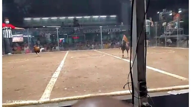 3 cock derby again 2nd fight win