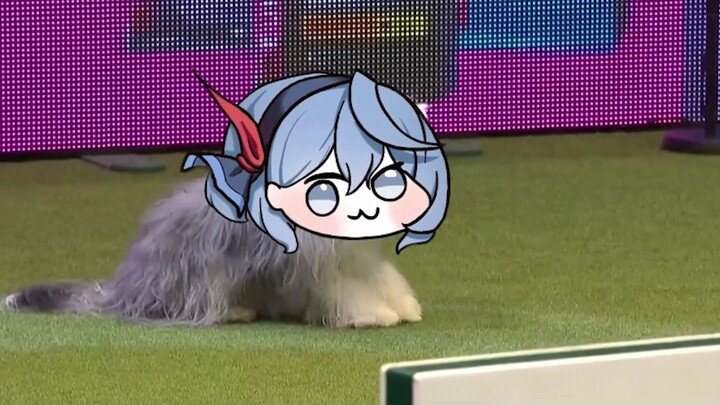 Congratulations to Yazi for winning first place in the Kivotos Dog Race