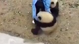 【国宝熊猫】据说，每一只熊猫的背后都有一个想掐死它的饲养员