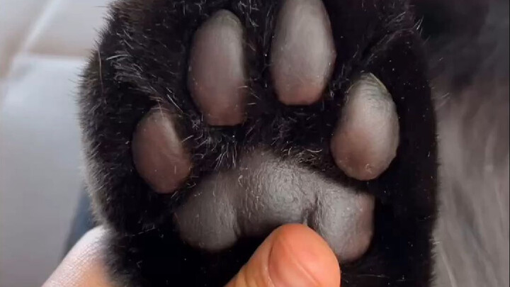 Little Black Panther’s weapons showcase! 🐾