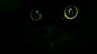 隐身猫的日常，成功吓我一跳！