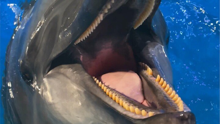 Does anyone know why dolphins eat ice cubes?