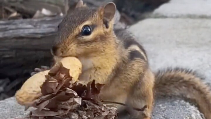 The little grandma casually fed a chipmunk, and after getting familiar with it, she even brought a s