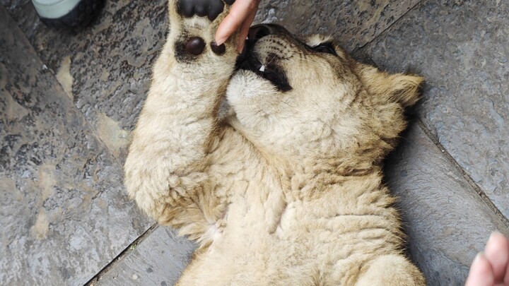 For just 26 yuan, you can pet a little lion—why would anyone still go to those overpriced commercial
