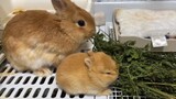 [Animals]Adorable moments of rabbits