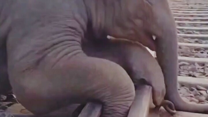 Respect Animal