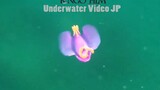 [สัตว์][วล็อก]วิดีโอใต้น้ำของทากทะเลปีกค้างคาว