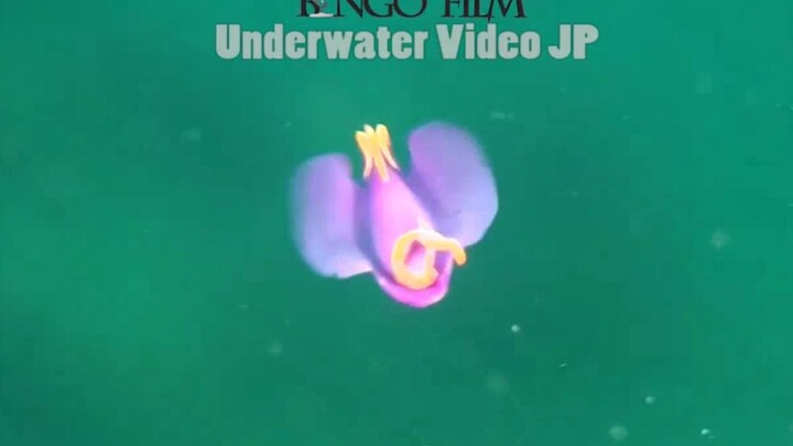 [Animals][Vlog]Underwater Video of batwing slug