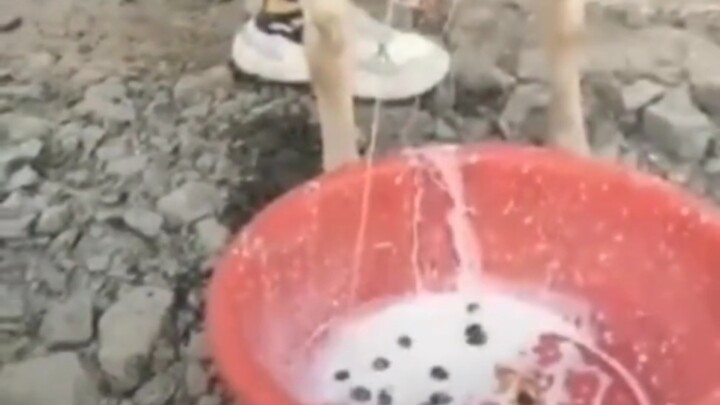 เปิดเผยกระบวนการผลิตชานมไข่มุก