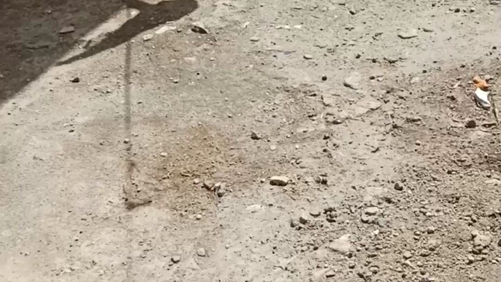 si nagka halak ko naka chamba 😂vs bagwis banded kalaban