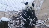 Pandas in Russia are getting localized...