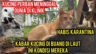 KUCING DI BUANG DI LAUT SUDAH BAHAGIA | KUCING PERBAN TELAH PERGI UNTUK SELAMANYA..!