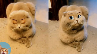 สัตว์เลี้ยงลองใช้ตัวกรอง Snapchat เหมียว