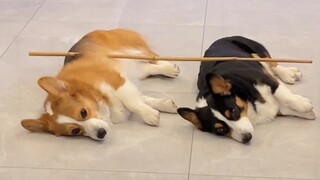 Mom's back... [doge]