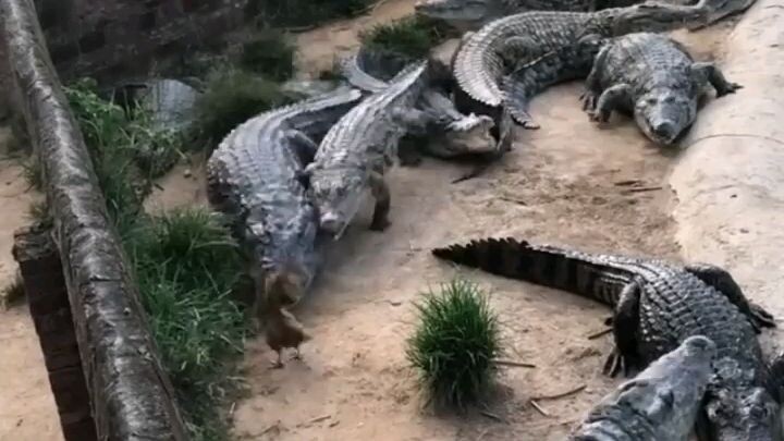 lacoste🤛😎🤛🤜