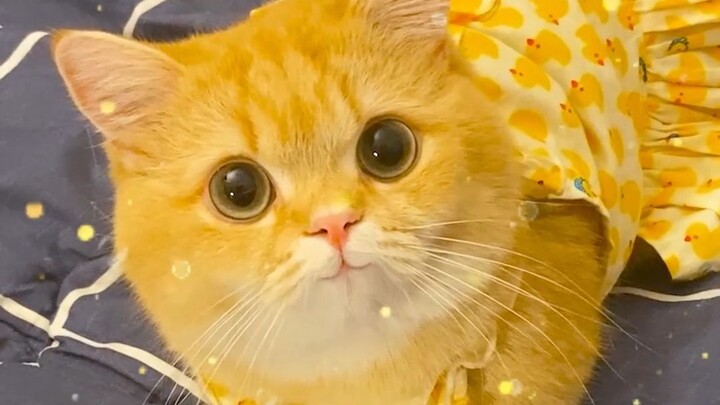 How hard can a little cat work to earn big money for its owner?