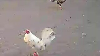 white kelso vs bulik