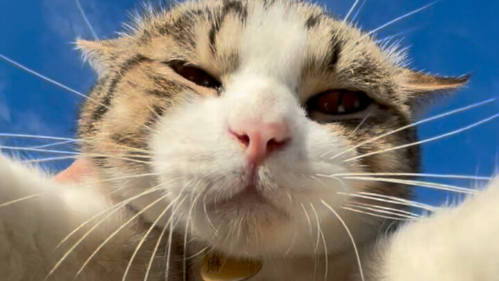Good weather calls for a luxury cat!