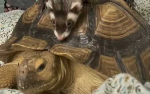 Dịch vụ gọi dậy của mẹ