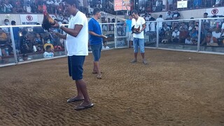 melsims black #bullstag #win