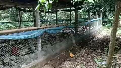 Latif Murgir farm