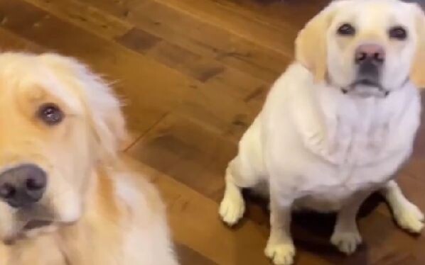 Netizen asing berbagi perbedaan antara anjing Golden Retriever dan Labrador mereka