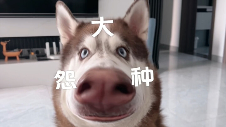 Slap some “big victim” effects on this Husky—this is killing me with laughter!