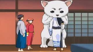 銀時、神楽、新八が巨大な犬を養子にします【Gintama Funny Moments】 銀魂 面白いシーン