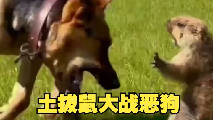 I'll never be able to hold my head high in the dog world again.