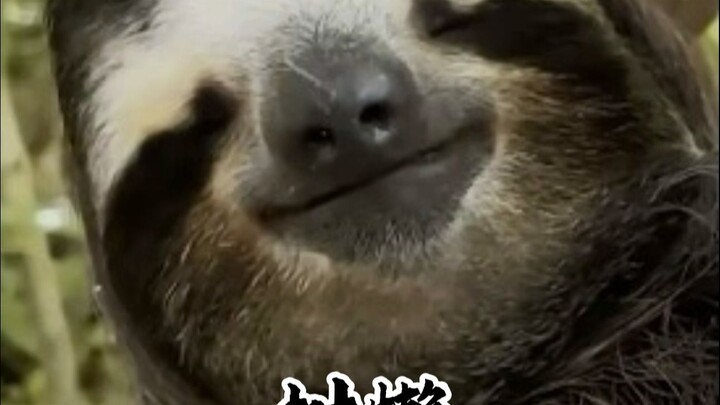 Though sloths are usually very slow, they might not be so sluggish when behind the wheel!