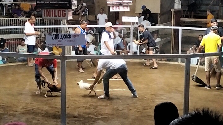 DIPOLOG cockpit arena 4 cock derby (second fight) loss,