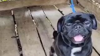 layla soon to be mama