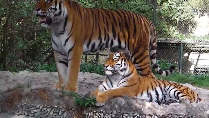 “The cutest height difference”: A giant Northeast tiger and its petite wife