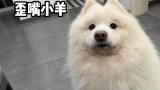 Little Lamb: Tôi đã đưa tay cho anh rồi, nhưng anh vẫn không biết phải làm gì!