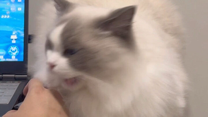 Cat: You! Why are you hogging my bed to play games!